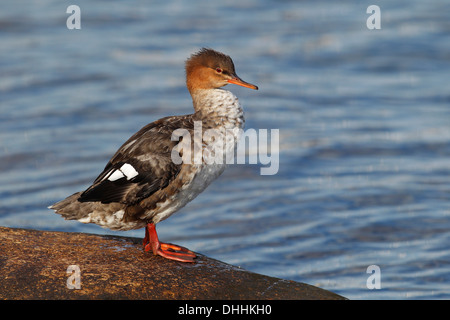 Red-breasted Prototyp (Mergus Serrator), Weiblich, stehend auf einem Stein im Wasser, Insel Fehmarn, Schleswig-Holstein, Deutschland Stockfoto