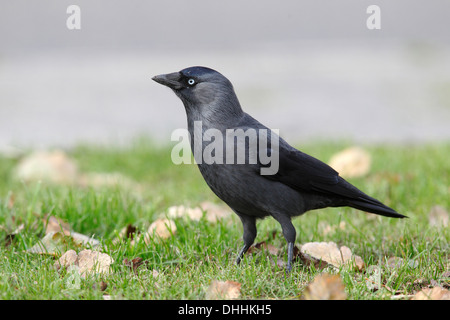 Dohle (Corvus Monedula) steht auf einer Wiese, Insel Fehmarn, Schleswig-Holstein, Deutschland Stockfoto