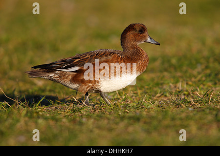 Eurasische Pfeifente (Anas Penelope), Insel Fehmarn, Schleswig-Holstein, Deutschland Stockfoto