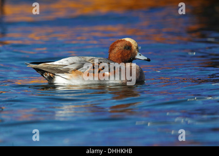 Eurasische Pfeifente (Anas Penelope), Drake, Schwimmen, Insel Fehmarn, Schleswig-Holstein, Deutschland Stockfoto