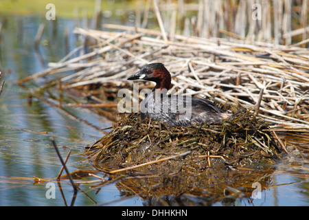 Zwergtaucher (Tachybaptus Ruficollis) thront auf dem Nest, Burgenland, Österreich Stockfoto