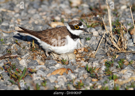 Flussregenpfeifer-Regenpfeifer (Charadrius Dubius) thront auf Nest mit Eiern, Burgenland, Österreich Stockfoto