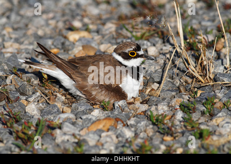 Flussregenpfeifer-Regenpfeifer (Charadrius Dubius) thront auf Nest, Burgenland, Österreich Stockfoto