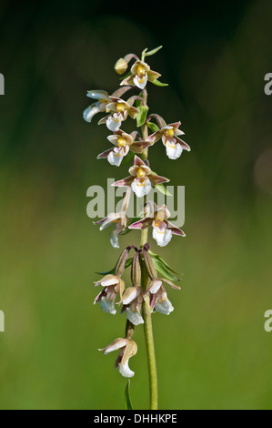 Marsh Helleborine (Epipactis Palustris), Vorarlberg, Österreich Stockfoto