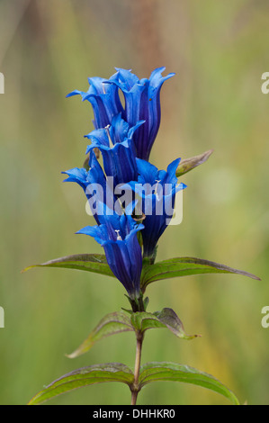 Willow-Enzian (Gentiana Asclepiadea), Bayern, Deutschland Stockfoto