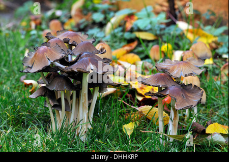 Glimmer-Kappe (Coprinus Micaceus), Middle Franconia, Bayern, Deutschland Stockfoto