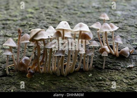 Geriffelte Motorhaube (Mycena Polygramma), Tinner Loh Naturschutzgebiet, Emsland, Niedersachsen, Deutschland Stockfoto