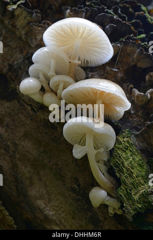 Porzellan-Pilz (Oudemansiella Mucida), Tinner Loh Naturschutzgebiet, Emsland, Niedersachsen, Deutschland Stockfoto