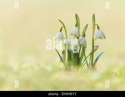 Frühling, Schneeflocke (Leucojum Vernum), Nord Tirol, Bezirk Kufstein, Tirol, Österreich Stockfoto