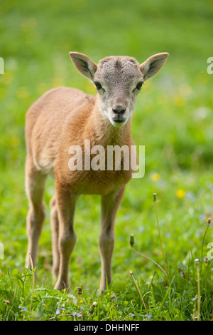 Europäischer Mufflon (Ovis Ammon Musimon), Lamm, Thüringen, Deutschland Stockfoto