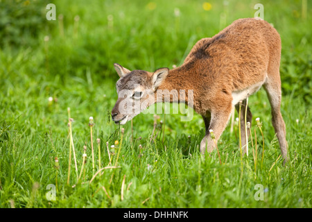 Europäischer Mufflon (Ovis Ammon Musimon), Lamm, Thüringen, Deutschland Stockfoto