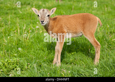 Europäischer Mufflon (Ovis Ammon Musimon), Lamm, Thüringen, Deutschland Stockfoto