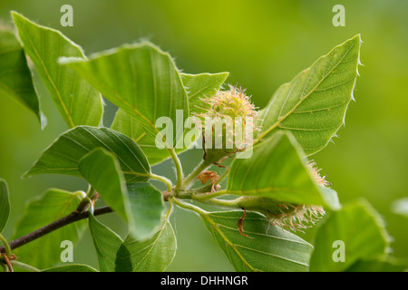 Europäische Buche oder Rotbuche (Fagus Sylvatica), Blütenstand und Blätter, Thüringen, Deutschland Stockfoto