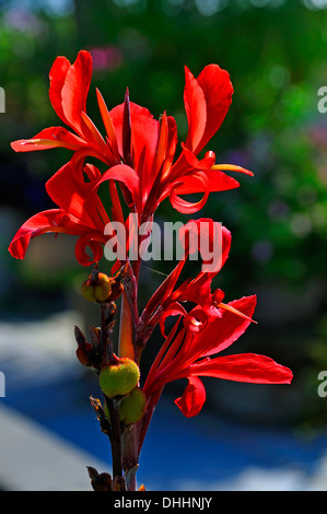 Indische Canna (Canna Hybriden), Erlangen Botanischer Garten, Erlangen, Middle Franconia, Bayern, Deutschland Stockfoto