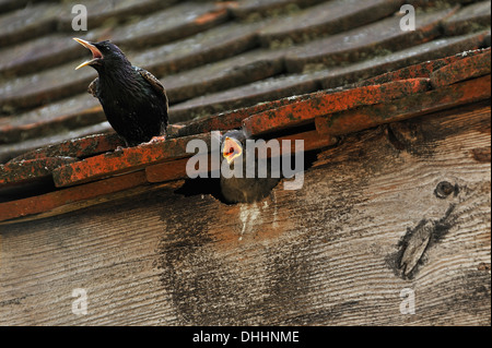 Star (Sturnus Vulgaris) auf dem Dach mit einem Küken in ihrem Nest, Middle Franconia, Bayern, Deutschland Stockfoto