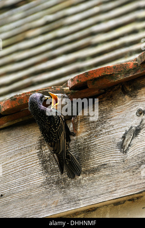 Star (Sturnus Vulgaris) Fütterung der Küken im Nest, Middle Franconia, Bayern, Deutschland Stockfoto