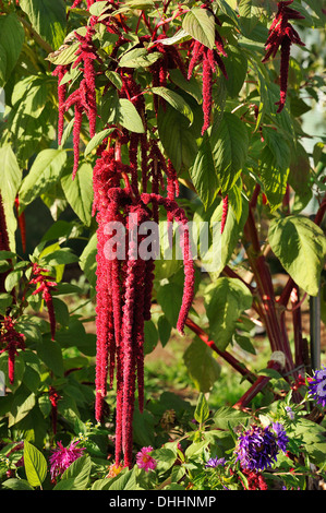 Fuchsschwanz Amarant (Amaranthus Caudatus), blühend, Middle Franconia, Bayern, Deutschland Stockfoto