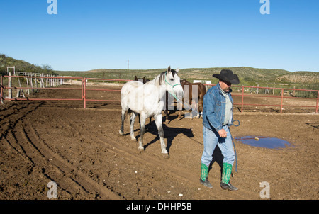 Rancher führt ein Pferd aus einer Feder zum Jahresbeginn seinen Arbeitstag in West-Texas. Stockfoto
