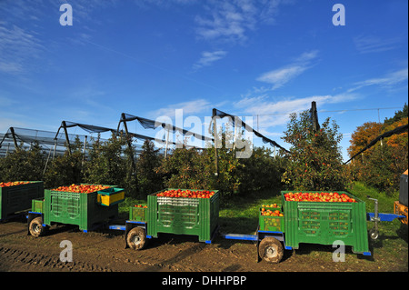 Apple Kisten (Malus Domestica), Apfelgarten mit Hagel Netzgewebe an der Rückseite, Ernte auf einer Apfelplantage, Middle Franconia, Bayern Stockfoto