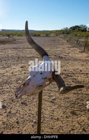 Longhorn Kuh Schädel auf dem Display auf einer Ranch in West-Texas. Stockfoto