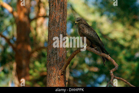 Schwarzmilan (Milvus Migrans), Karelien, Finnland Stockfoto