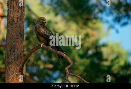 Schwarzmilan (Milvus Migrans), Karelien, Finnland Stockfoto