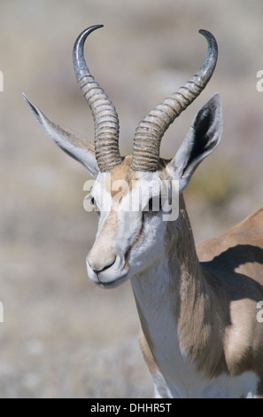 Springbock (Antidorcas Marsupialis), Kgalagadi Transfrontier Park, Südafrika Stockfoto