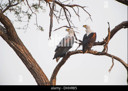 Afrikanische Fischadler (Haliaeetus Vocifer), Chobe National Park, North-West District, Botswana Stockfoto