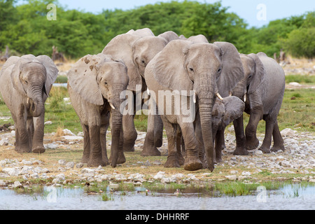 Afrikanische Elefanten (Loxodonta Africana), Herde, Etosha-Nationalpark, Namutoni, Namibia Stockfoto