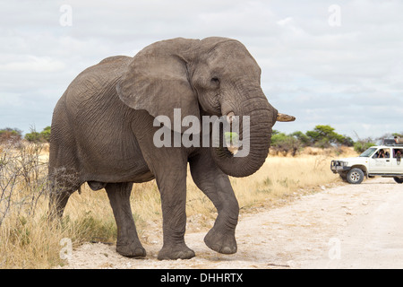 Afrikanischer Elefant (Loxodonta Africana) überqueren einer Straße, hinter einem Safari-Fahrzeug, Etosha-Nationalpark, Namutoni, Namibia Stockfoto