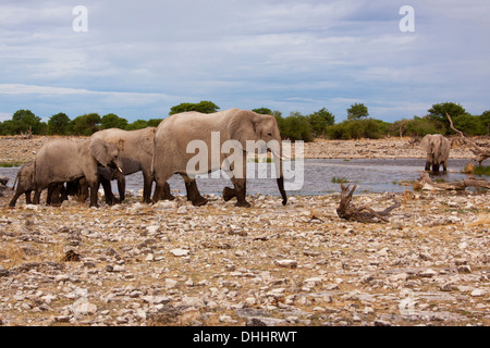 Afrikanische Elefanten (Loxodonta Africana), Herde am Wasserloch, Etosha-Nationalpark, Namutoni, Namibia Stockfoto