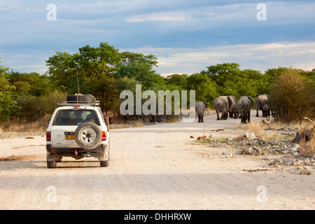 Afrikanische Elefanten (Loxodonta Africana) auf einer Straße, gefolgt von einer Safari-Fahrzeug, Etosha-Nationalpark, Namutoni, Namibia Stockfoto