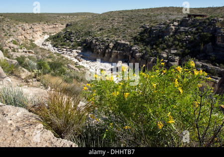 Wüste Ringelblumen Blüten eine Schlucht in der Big Bend-Region von West-Texas, gelegen in der nördlichen Spitze von der Chihuahua-Wüste. Stockfoto