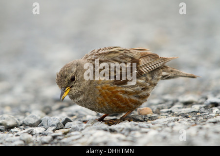 Alpine beobachtet (Prunella Collaris) Futter für Samen auf steinigen Böden Stockfoto