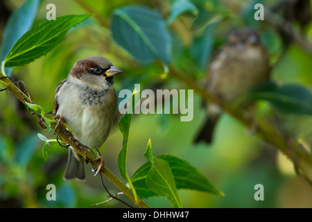 männlicher Haussperling (Passer Domesticus) thront auf einem Ast mit einer Frau im Hintergrund Stockfoto