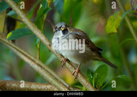 männlicher Haussperling (Passer Domesticus) thront auf einem Ast Stockfoto