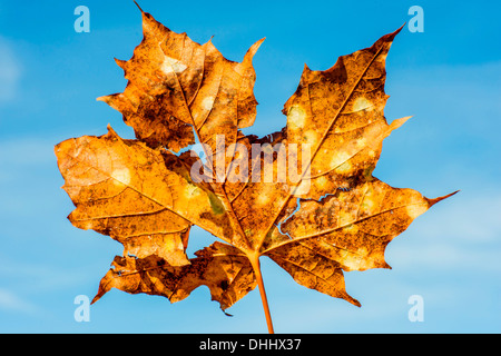 alten Ahornblatt mit Rissen und Löchern auf einem blauen Himmel Stockfoto