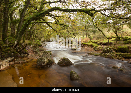 Der Fluß Plym fließt durch den Norden Wald bei Dewerstone, Dartmoor Nationalpark Uk Stockfoto