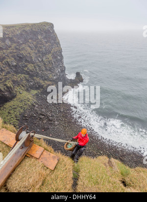 Sammeln von gemeinsamen Guillemot Eiern, (Uria Aalge), Ingolfshofdi, Island Stockfoto