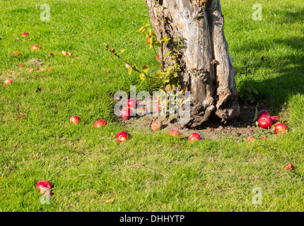 Gefallenen Äpfel aus einem Apfelbaum in einem Obstgarten Stockfoto