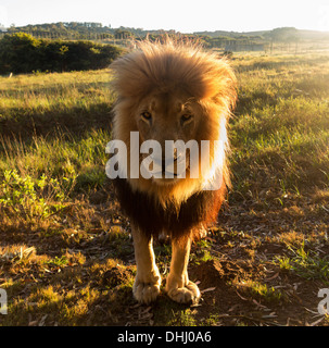 Nahaufnahme von einer alten großen männlicher Löwe schaut in die Kamera, Hintergrundbeleuchtung, Südafrika Stockfoto