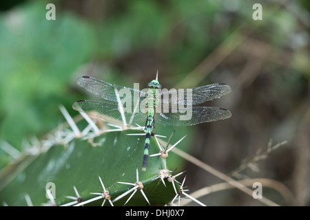 Grüne Libelle in Ciénaga Las Macanas, Herrera Provinz, Republik von Panama. Stockfoto