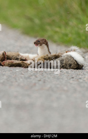 Hermelin am Straßenrand mit dead Rabbit, im Hochformat. Stockfoto