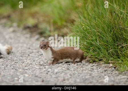 Hermelin am Straßenrand mit dead Rabbit. Stockfoto