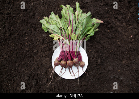 Bündel von rote Beete auf Platte am Boden gelegt Stockfoto