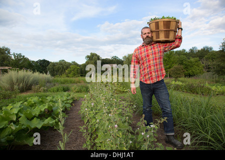 Reifer Mann Herb Farm Korb Blätter festhalten Stockfoto