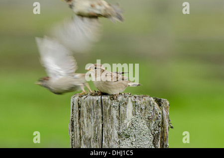 Weiblichen Vogel auf Zaunpfahl mit unscharfen Herde verlassen. Stockfoto