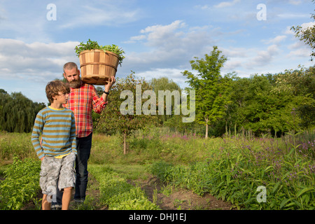 Reifer Mann und Sohn mit Korb der Blätter auf Kräuter-Bauernhof Stockfoto