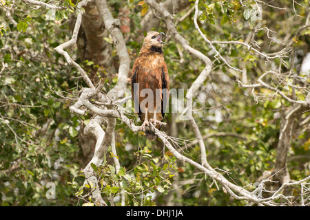 Stock Foto von einem schwarzen Kragen Hawk thront auf einem Ast. Stockfoto