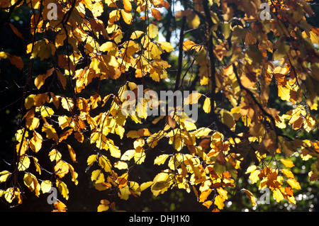 Buche (Fagus Sylvatica) im Herbst, Jephson Gärten, Leamington Spa, Warwickshire, Großbritannien Stockfoto